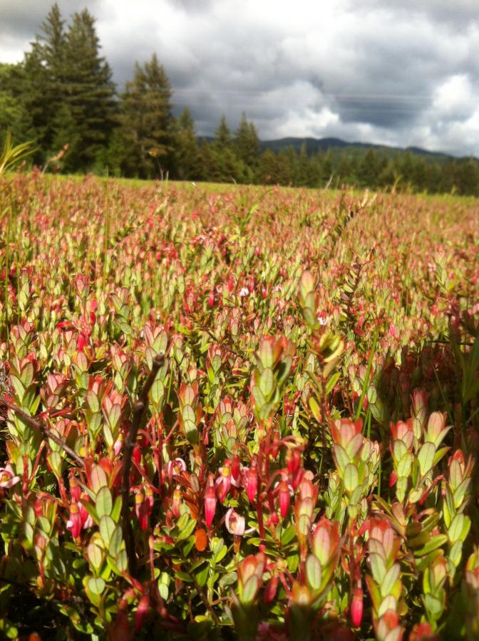 6 05 12 Bog 17 4 Oregon Cranberry Growers Association